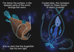 Indigenous Sea Creatures Big Book — alternative view