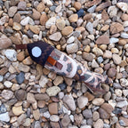 Emma Stenhouse Soft Rattle Fish — second alternative view