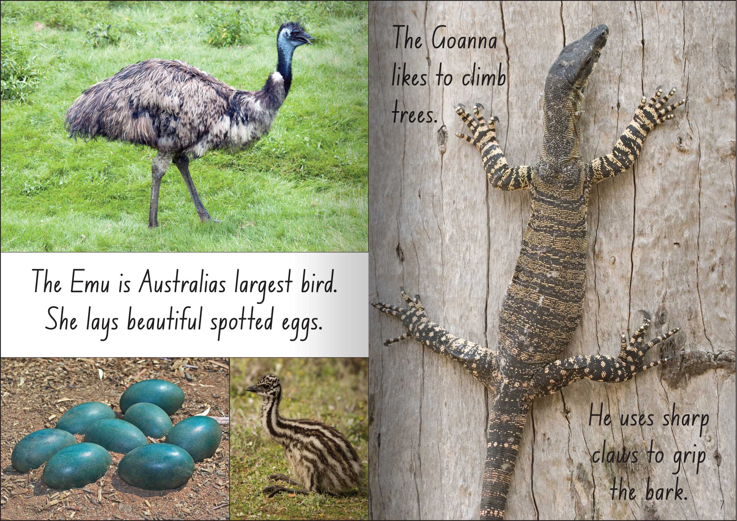 Let's Learn about Australian Animals Big Book